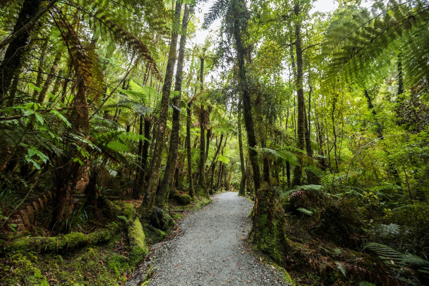 エコストア FOREST BATHING - 森林浴 - 現代生活の癒し