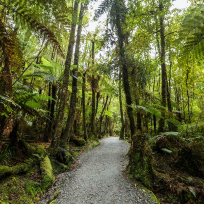 エコストア FOREST BATHING - 森林浴 - 現代生活の癒し
